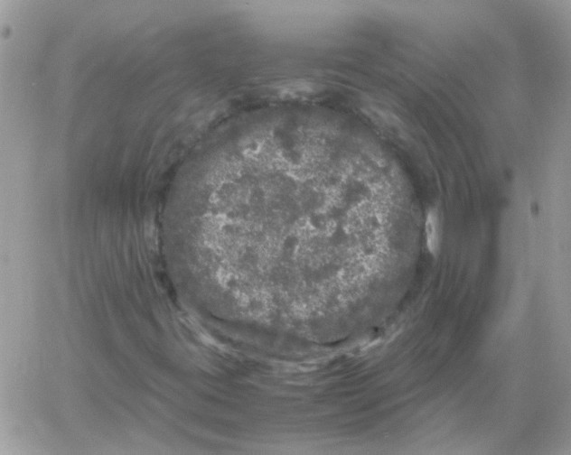 X0000061761395200512302251