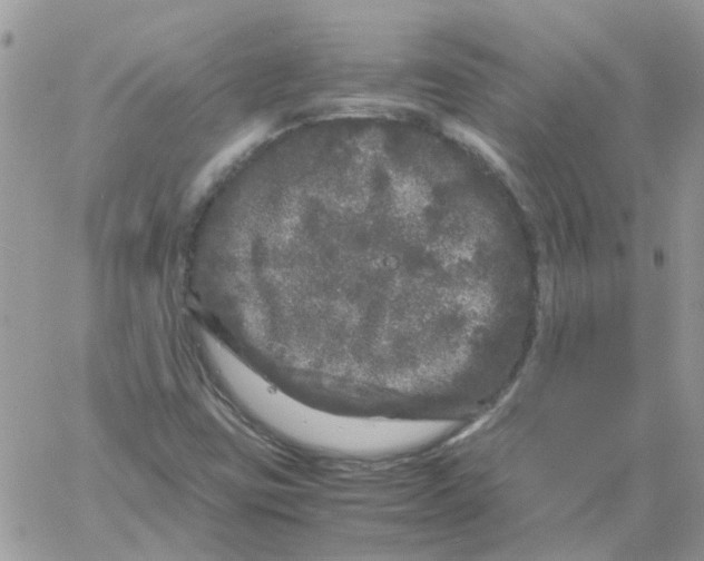 X0000061761403200512302251