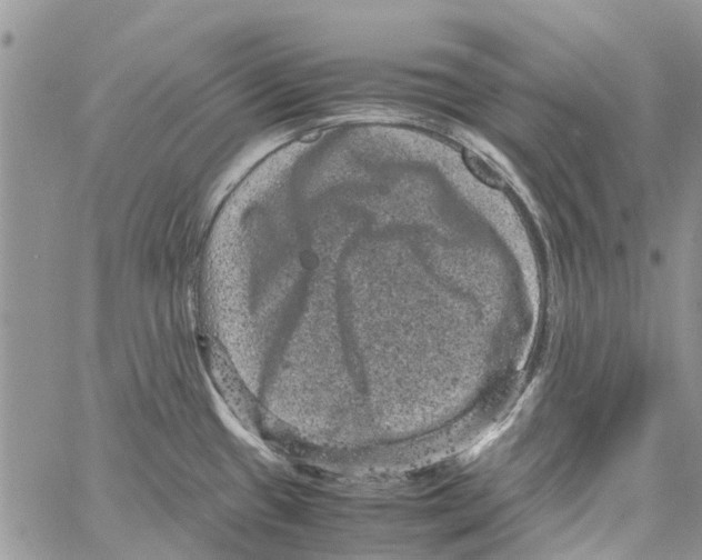 X0000061761433200512302252