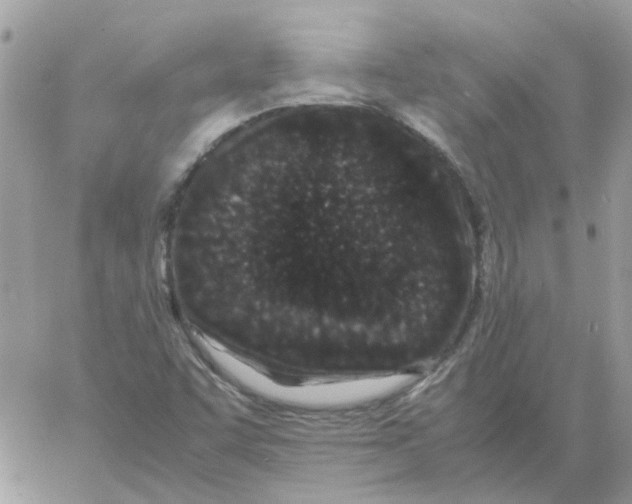 X0000061761455200512302251