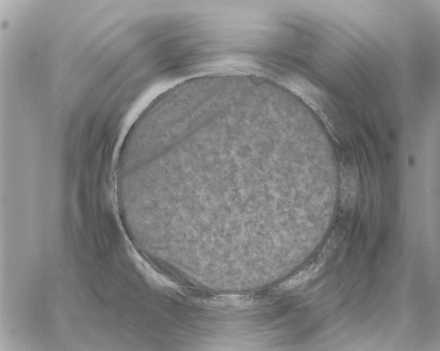 X0000061761478200512302251