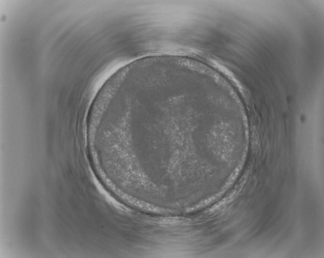 X0000061761479200512302251