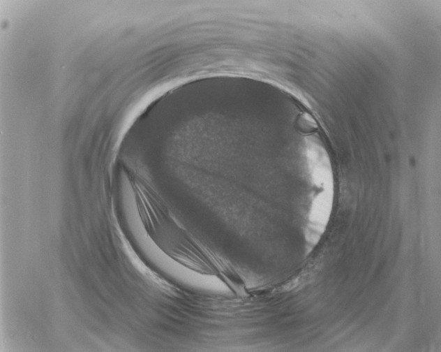 X0000061761515200512302250