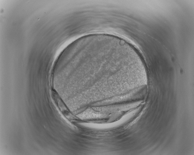 X0000061761517200512302250