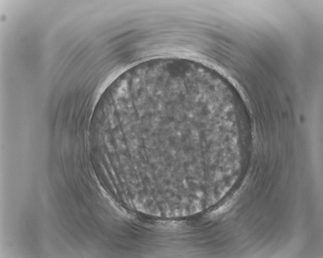 X0000061761529200512302250