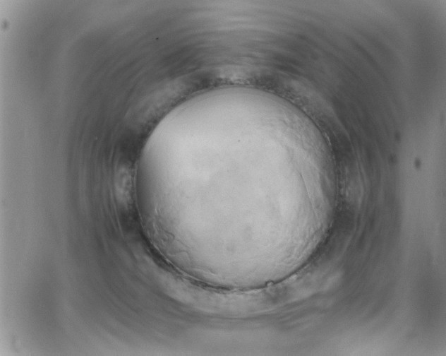 X0000062130036200512091201