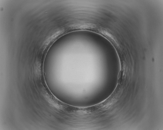 X0000062130394200512091155