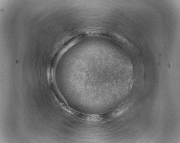 X0000062130720200512091149