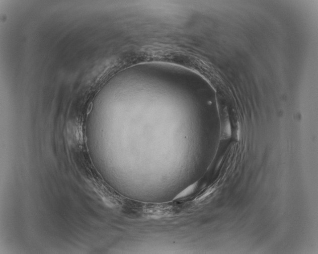X0000062131155200512091142