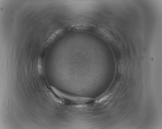 X0000062131298200512091139
