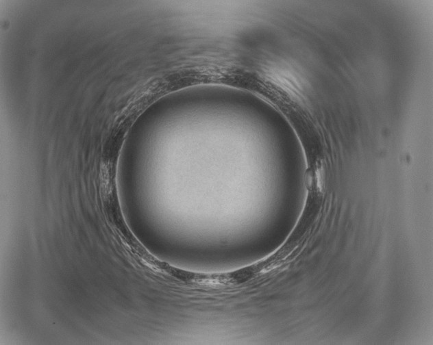 X0000062131347200512091139