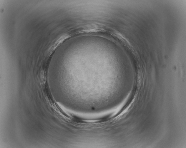 X0000062131353200512091139