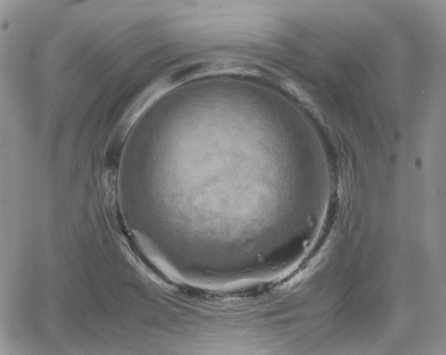 X0000062131369200512091139