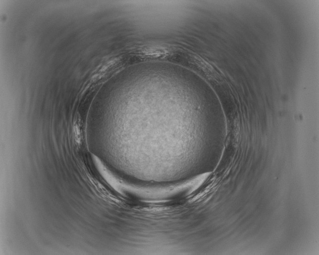 X0000062131394200512091138