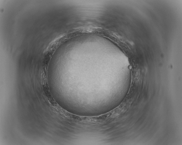 X0000062131446200512091138