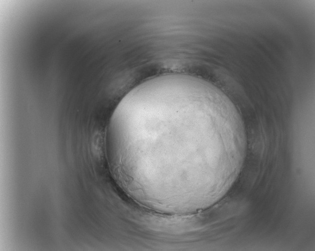 X0000062130036200512121227