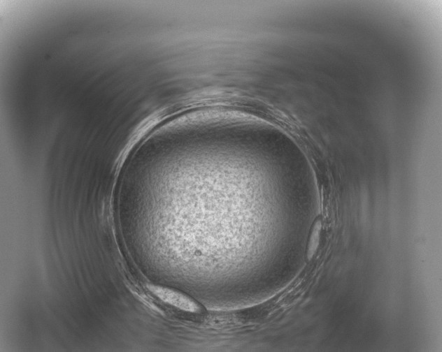 X0000062130099200512121226