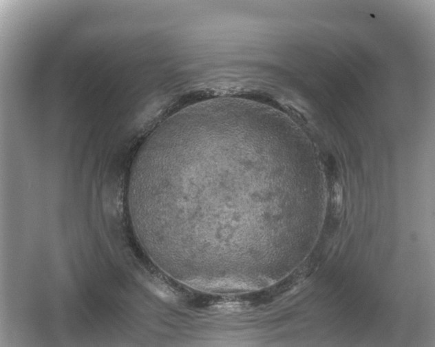 X0000062130499200512121219