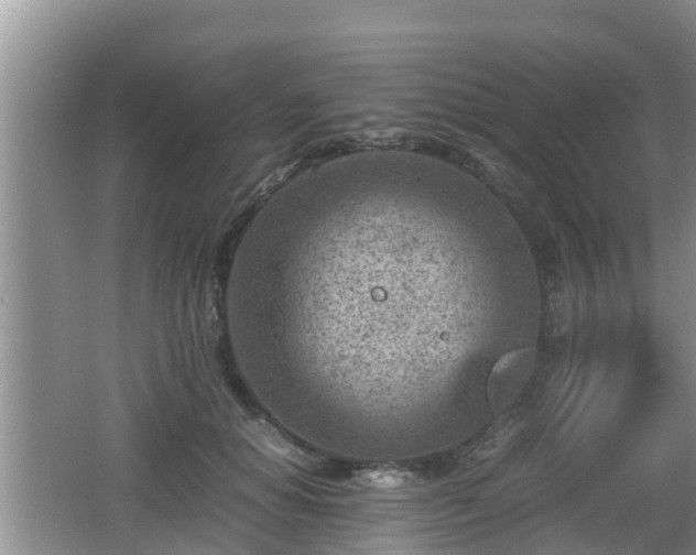 X0000062130654200512121217