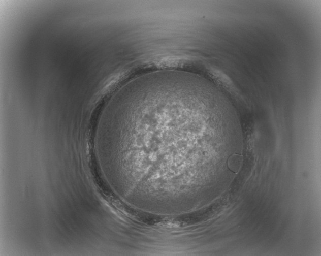 X0000062130687200512121216