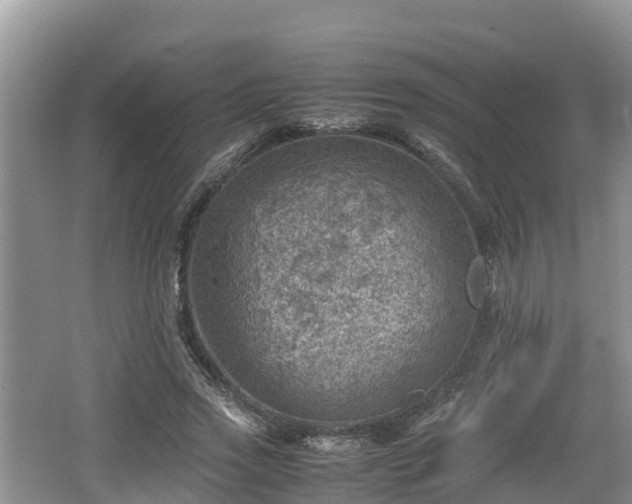 X0000062130733200512121215