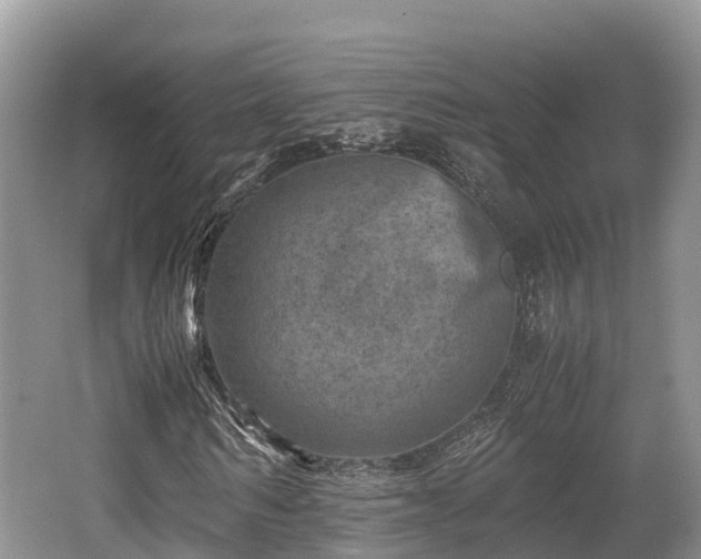 X0000062130962200512121211