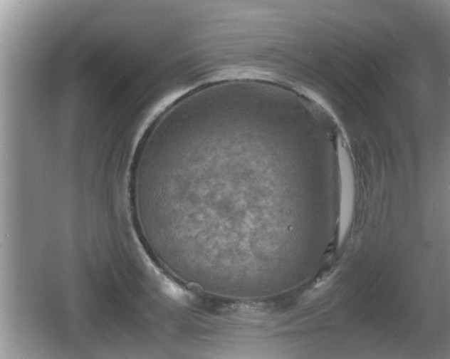 X0000062130995200512121211