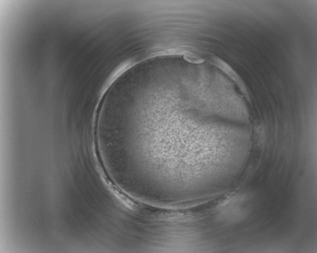 X0000062131002200512121210