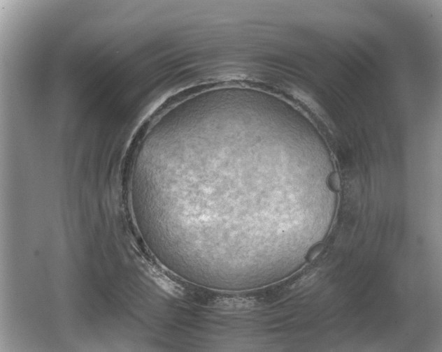 X0000062131023200512121210