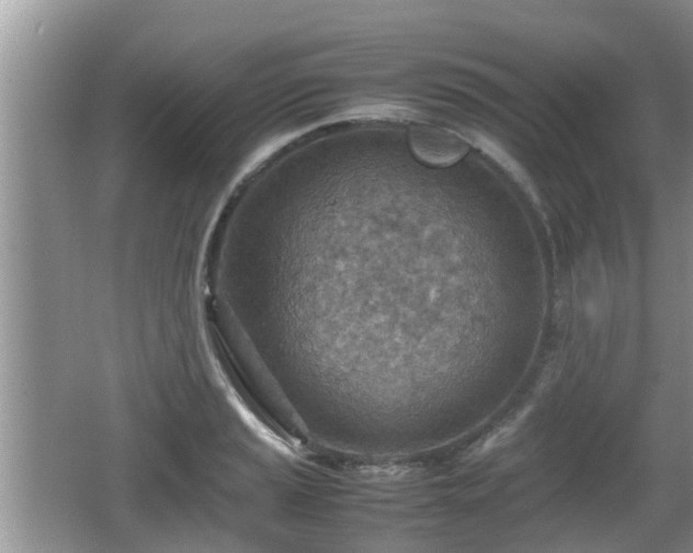 X0000062131037200512121210