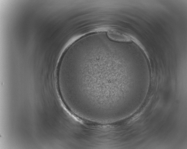 X0000062131045200512121210