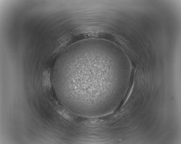 X0000062131060200512121209