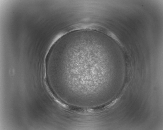 X0000062131079200512121209