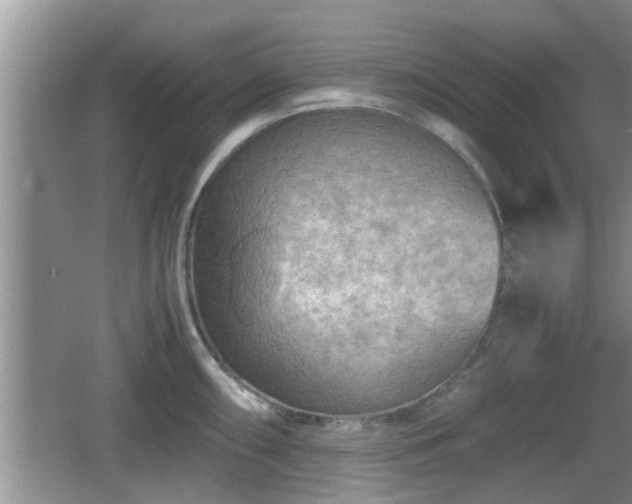 X0000062131098200512121209