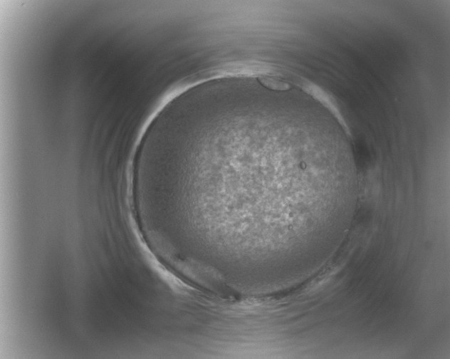 X0000062131099200512121209