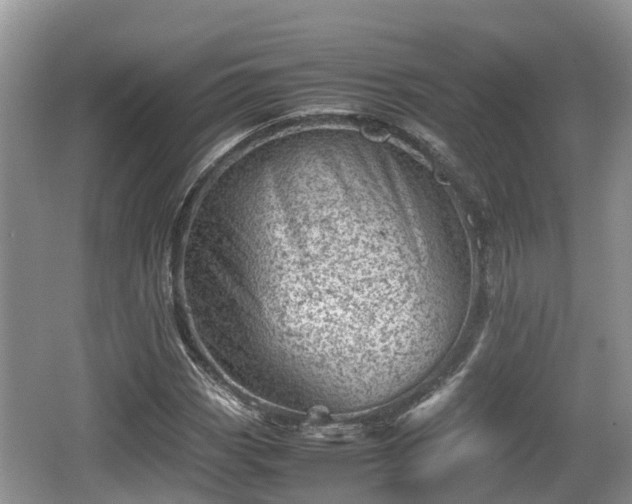 X0000062131113200512121208