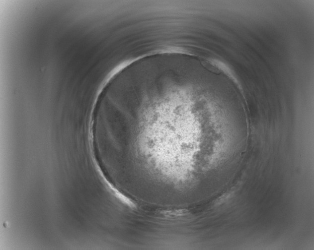 X0000062131133200512121208