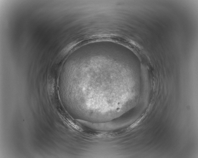 X0000062131161200512121208