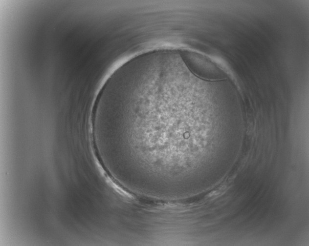 X0000062131287200512121206