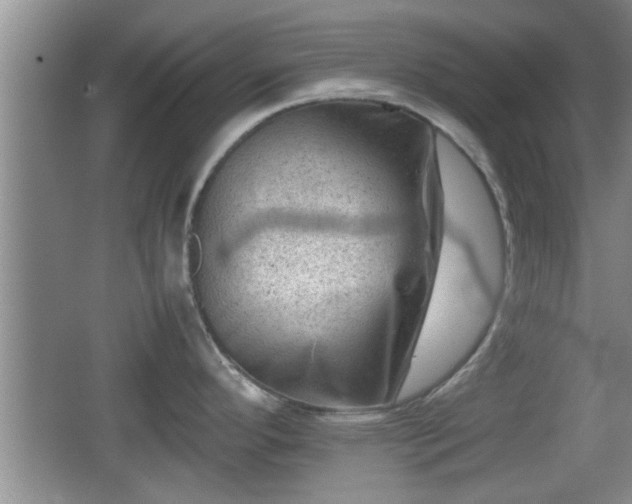 X0000062131296200512121206