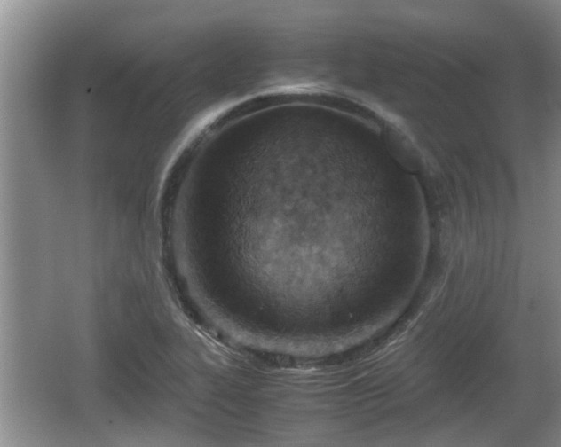 X0000062131319200512121205