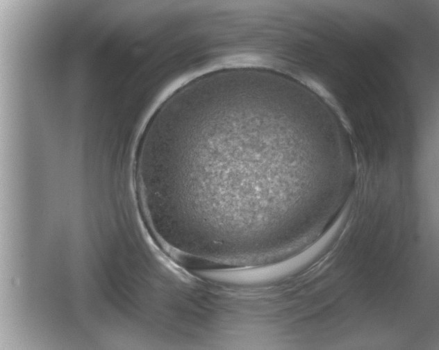 X0000062131342200512121205