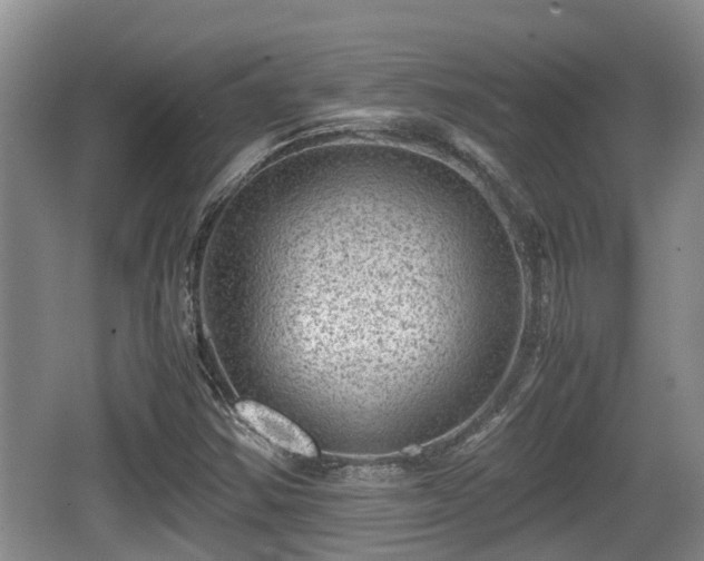 X0000062131354200512121205