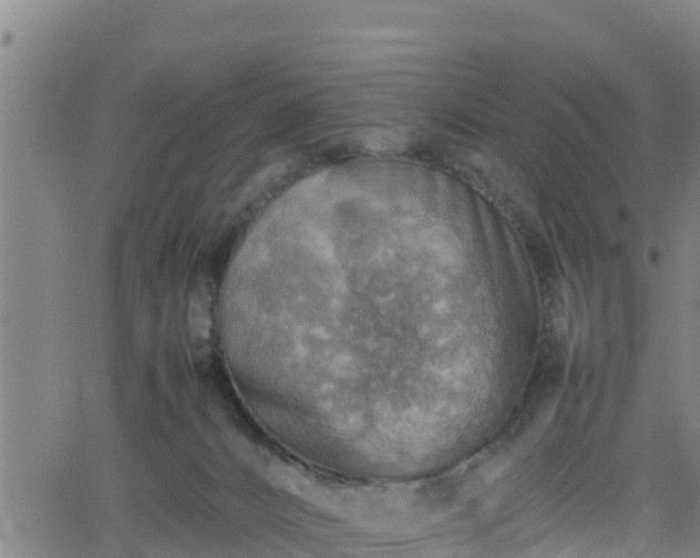 X0000062130032200512161203