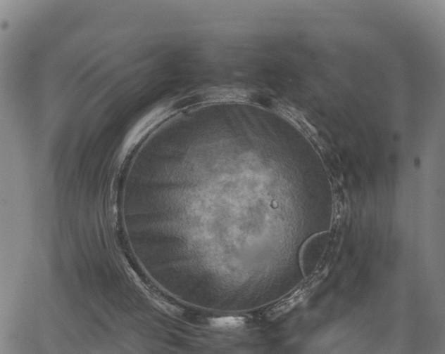 X0000062130053200512161202