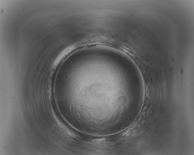 X0000062130054200512161202