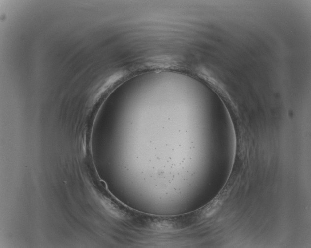 X0000062130062200512161202