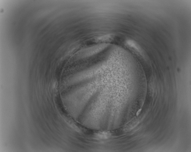 X0000062130079200512161203