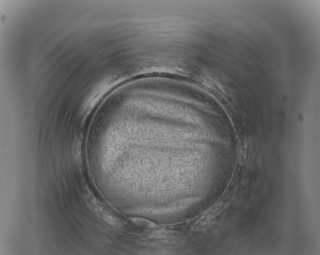 X0000062130098200512161202