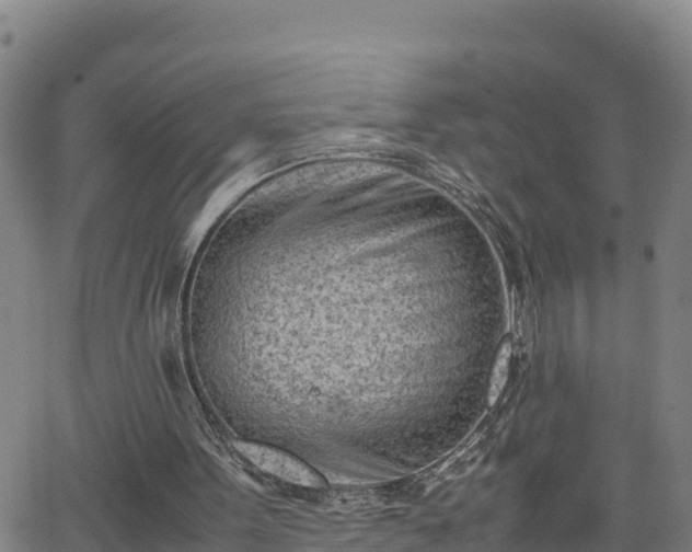 X0000062130099200512161202